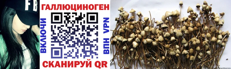 Купить закладки  Певек  Галлюциногенные грибы Cubensis 
